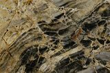 Polished Linella Avis Stromatolite Slab - Million Years #180013-1